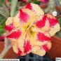 2 PCS Seeds Adenium Orange Petals Red Stripe Flower
