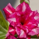 2 PCS Seeds Adenium Pink Petals Red Stripe Dark Red Centre Flower