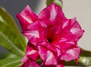 2 PCS Seeds Adenium Pink Petals Red Stripe Dark Red Centre Flower