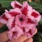 2 PCS Seeds Adenium Pink Petals Red Stripe Dark Red Centre Flower