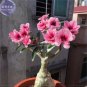 2 PCS Seeds Adenium Pink Petals Red Stripe Dark Red Centre Flower