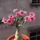 2 PCS Seeds Adenium Pink Petals with Blue Stripe Flower