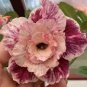 2 PCS Seeds Adenium Pink Petals with Blue Stripe Flower