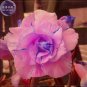 2 PCS Seeds Adenium Pink Petals with Blue Stripe Flower