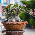 2 PCS Seeds Adenium Purely Pink Desert Rose with Sweet Perfume Bonsai