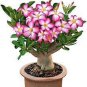 2 PCS Seeds Adenium Purely Pink Desert Rose with Sweet Perfume Bonsai