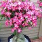 2 PCS Seeds Adenium Purely Pink Desert Rose with Sweet Perfume Bonsai
