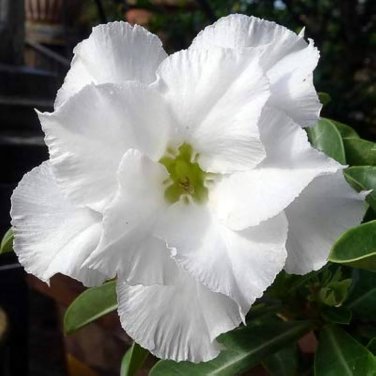 2 PCS Seeds Adenium Purely White Flower