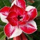 2 PCS Seeds Adenium Red White Plicated Flower