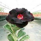 2 PCS Seeds Adenium Redish Black Big Blooms Flower