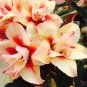 2 PCS Seeds Adenium Redish Orange Petals Dark Red Centre Edge Flower