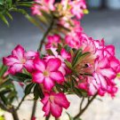 2 PCS Seeds Adenium Rose Pink Petals Light Pink Edge Desert Rose Flower 2 PCS Seeds Adenium Rose Pink Petals Light Pink Edge Desert Rose Flower