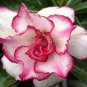 2 PCS Seeds Adenium Rose Pink Petals Light Pink Edge Desert Rose Flower