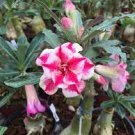 2 PCS Seeds Adenium Rose Red Light Pink Flower 2 PCS Seeds Adenium Rose Red Light Pink Flower