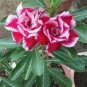 2 PCS Seeds Adenium Rose Red Light Pink Flower
