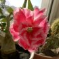 2 PCS Seeds Adenium Rose Red Light Pink Flower