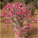 5 PCS Seeds Adenium Tree Desert Rose Flowers Seeds 5 PCS Seeds Adenium Tree Desert Rose Flowers Seeds