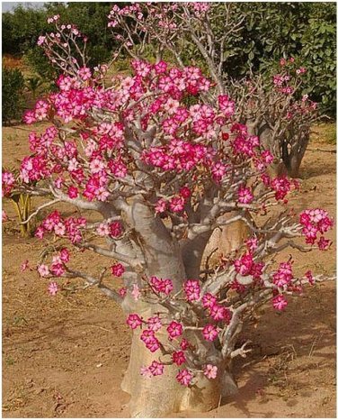 5 PCS Seeds Adenium Tree Desert Rose Flowers Seeds
