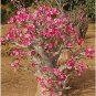 5 PCS Seeds Adenium Tree Desert Rose Flowers Seeds