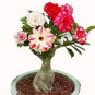 5 PCS Seeds Adenium Tree Desert Rose Flowers Seeds