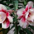 2 PCS Seeds Adenium Seeds Double Flowers Desert Rose Golden Flowers with Rose Red Stripes 2 PCS Seeds Adenium Seeds Double Flowers Desert Rose Golden Flowers with Rose Red Stripes