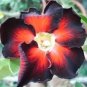 2 PCS Seeds Adenium Seeds Double Flowers Desert Rose Golden Flowers with Rose Red Stripes