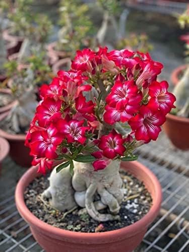 5 PCS Seeds Adenium Seeds Red Colorful Double Flowers