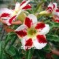 5 PCS Seeds Adenium Seeds Red Colorful Double Flowers