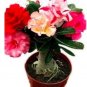 5 PCS Seeds Adenium Seeds Red Colorful Double Flowers