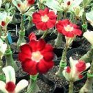 2 PCS Seeds Adenium Seeds Single Petals White Flowers with Rose Pink Edge Desert Rose 2 PCS Seeds Adenium Seeds Single Petals White Flowers with Rose Pink Edge Desert Rose