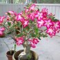 2 PCS Seeds Adenium Seeds Single Petals White Flowers with Rose Pink Edge Desert Rose