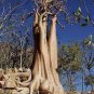1000 PCS Seeds Adenium socotranum