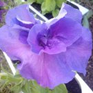 2 PCS Seeds Adenium White Petals Purple Stripe Spot Flower