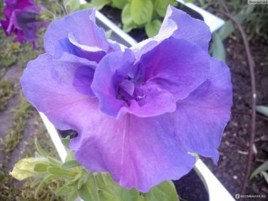 2 PCS Seeds Adenium White Petals Purple Stripe Spot Flower