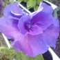 2 PCS Seeds Adenium White Petals Purple Stripe Spot Flower