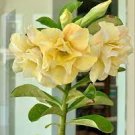 2 PCS Seeds Adenium White Yellow Bonsai Tree Flower 2 PCS Seeds Adenium White Yellow Bonsai Tree Flower