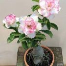 2 PCS Seeds Adenium Whitish Light Pink Flowers with rose red edge