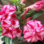 2 PCS Seeds Adenium Whitish Light Pink Flowers with rose red edge