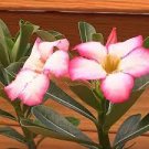 2 PCS Seeds Adenium Whitish Light Water Pink Petals Flower 2 PCS Seeds Adenium Whitish Light Water Pink Petals Flower