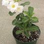 2 PCS Seeds Adenium Whitish Light Water Pink Petals Flower
