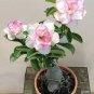 2 PCS Seeds Adenium Whitish Light Water Pink Petals Flower