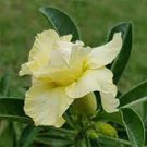 2 PCS Seeds Adenium Whitish Light Yellow Flower