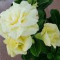 2 PCS Seeds Adenium Whitish Light Yellow Flower