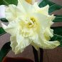2 PCS Seeds Adenium Whitish Light Yellow Flower