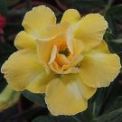 2 PCS Seeds Adenium Yellow Desert Rose