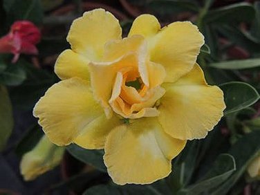 2 PCS Seeds Adenium Yellow Desert Rose