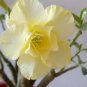 2 PCS Seeds Adenium Yellow Desert Rose