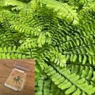 100 PCS Seeds Adiantum Capillus Maidenhair Fern 100 PCS Seeds Adiantum Capillus Maidenhair Fern