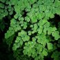 100 PCS Seeds Adiantum Capillus Maidenhair Fern