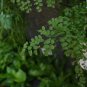 100 PCS Seeds Adiantum Capillus Maidenhair Fern